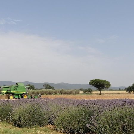 Agriturismo Susanna E Atria Bibbona Exteriör bild
